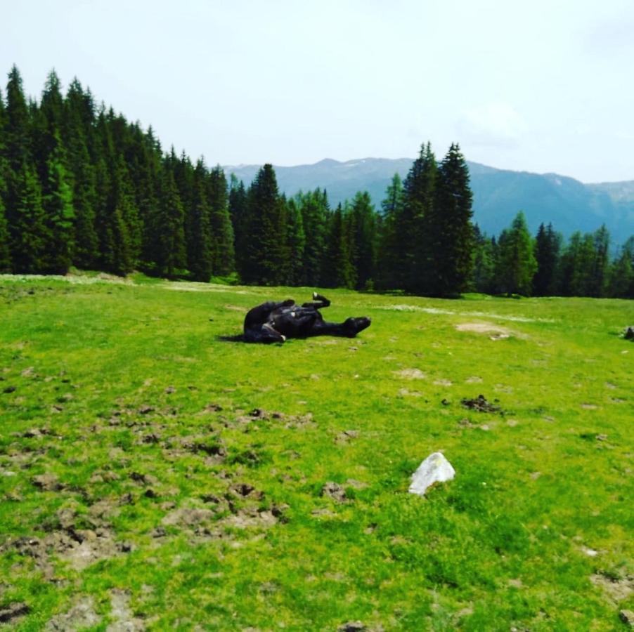 Апартаменти Lindbichlhof Urlaub Am Bio Bauernhof Санкт-Йоганн-ім-Понгау Екстер'єр фото